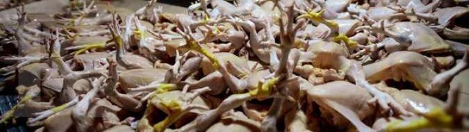 Kok Bisa? Stok Ayam di Indonesia Kelebihan!