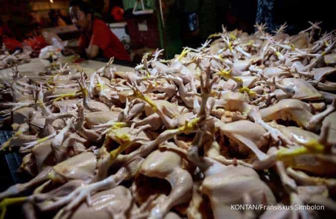Kok Bisa? Stok Ayam di Indonesia Kelebihan!