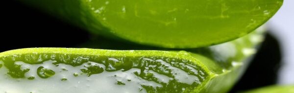 5 Resep Lidah Buaya Segar: Rahasia Minuman Anti Dahaga