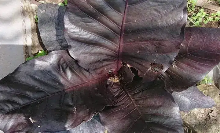 Anthurium Termahal Mei 2024: 12 Jenis & Harga Fantastis
