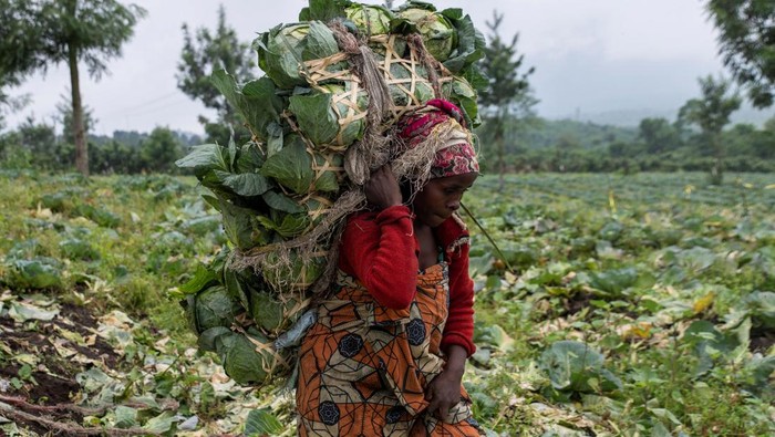 Bangkit dari Konflik: Petani Kongo Sukses di Kibumba