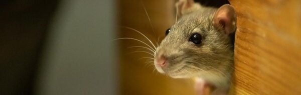 Basmi Tikus Secara Permanen: 8 Cara Ampuh & Terbukti