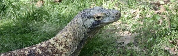 Biawak Mangsa Bayi di Thailand: Horor Dekat Pusat Wisata