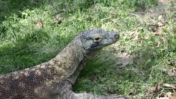 Biawak Mangsa Bayi di Thailand: Horor Dekat Pusat Wisata