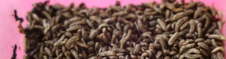 Bukit Asam: Pelatihan Budidaya Maggot, Raih Peluang Usaha Baru
