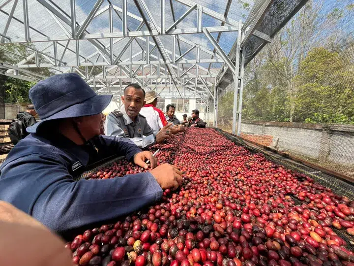 Evaluasi Kopi Robusta Lahat: Temuan Mengejutkan Kemenkumham Sumsel