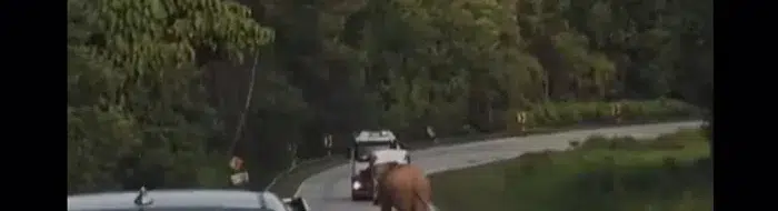Gajah Jalanan Terdampar, Cari Anaknya yang Tewas Ditabrak