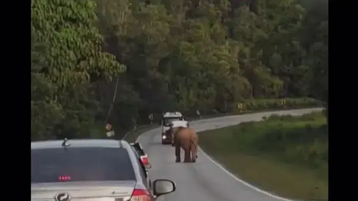 Gajah Jalanan Terdampar, Cari Anaknya yang Tewas Ditabrak