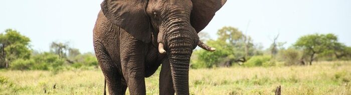 Gajah Sedih Cari Anak: 11 Fakta Menakjubkan Kemampuan Empati Mereka