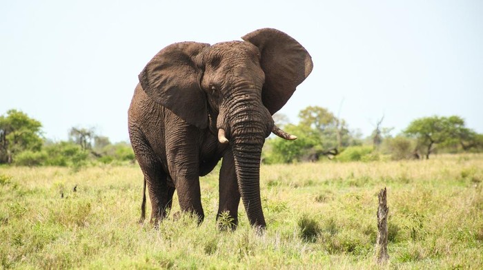 Gajah Sedih Cari Anak: 11 Fakta Menakjubkan Kemampuan Empati Mereka