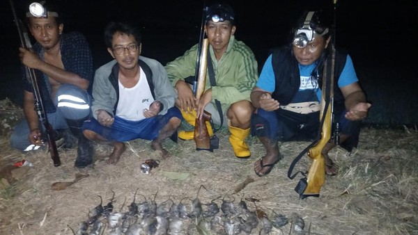 Gresik: Tradisi Unik Berburu Tikus, Raih Hadiah Uang!