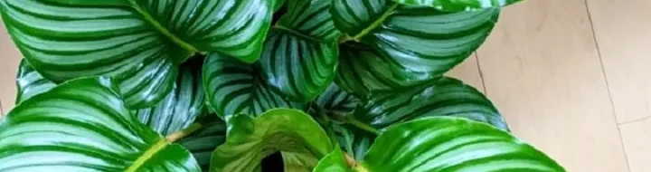 Harga Calathea Orbifolia Mei 2024: Dulu Rp10 Juta, Sekarang?