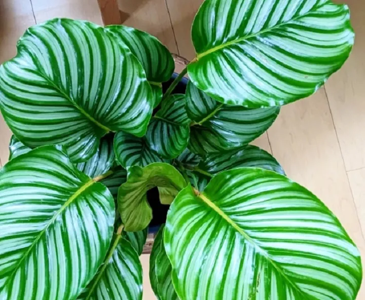 Harga Calathea Orbifolia Mei 2024: Dulu Rp10 Juta, Sekarang?