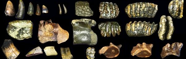 Homo erectus: Temuan Mengejutkan di Dasar Selat Madura!
