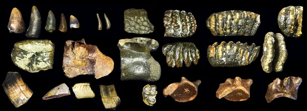 Homo erectus: Temuan Mengejutkan di Dasar Selat Madura!