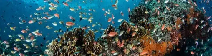 Jelajahi Surga Bawah Laut Maumere: Snorkeling Teluk Flores Menakjubkan
