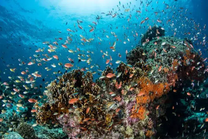 Jelajahi Surga Bawah Laut Maumere: Snorkeling Teluk Flores Menakjubkan