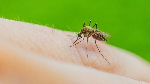 Kecerdasan Buatan: Revolusi Diagnosis Malaria di Papua