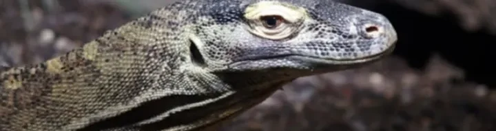 Konservasi Komodo Bergeser: Manggarai Timur & Ngada Jadi Harapan