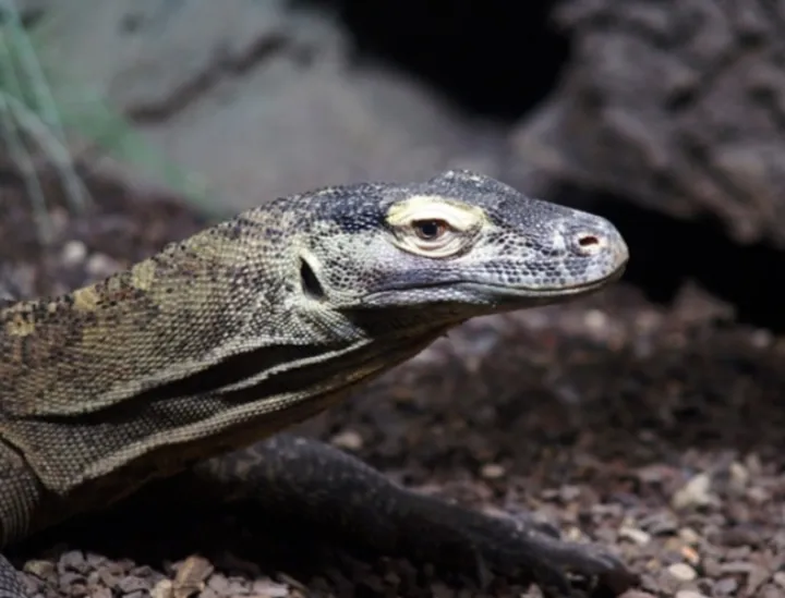 Konservasi Komodo Bergeser: Manggarai Timur & Ngada Jadi Harapan