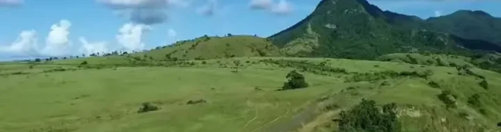 Mau Sui Manggarai: Savana Hijau Poco Ndeki, Kedamaian Abadi NTT