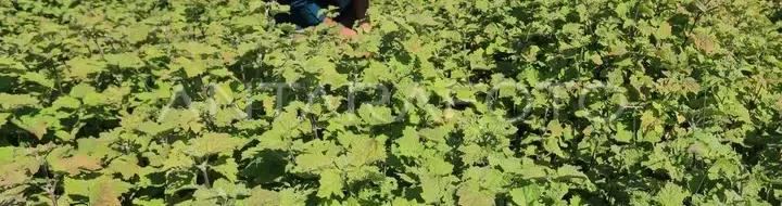 Minyak Nilam Melonjak Tajam Februari 2025: Cek Data Terbarunya