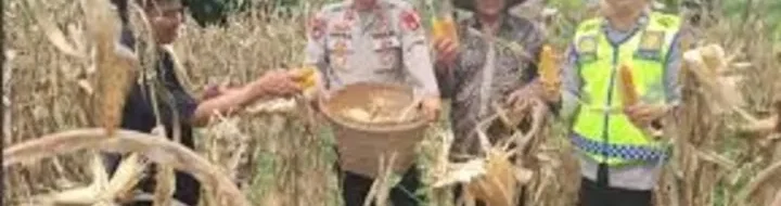 Panen Raya Jagung 18 Ton! Sukses Polres Oku Selatan Bina Desa
