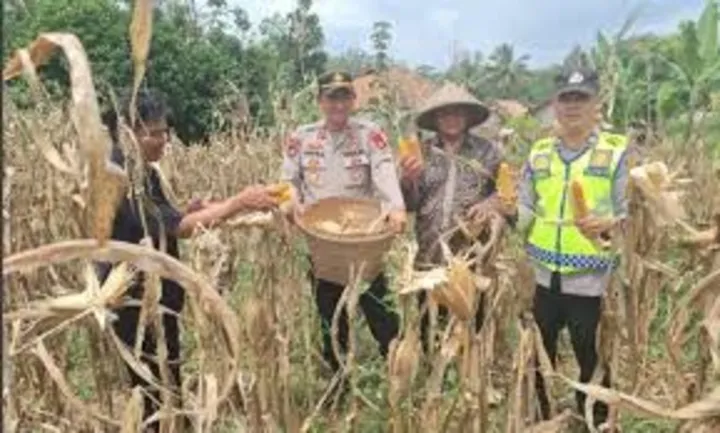 Panen Raya Jagung 18 Ton! Sukses Polres Oku Selatan Bina Desa