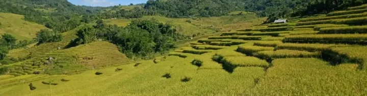 Petualangan Sawah Terasering Rana: Kisah Adri & Putri di NTT