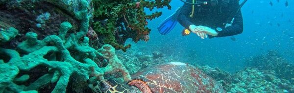 Pulau Weh: Surga Tersembunyi Aceh, Jelajahi Keindahan Bawah Lautnya
