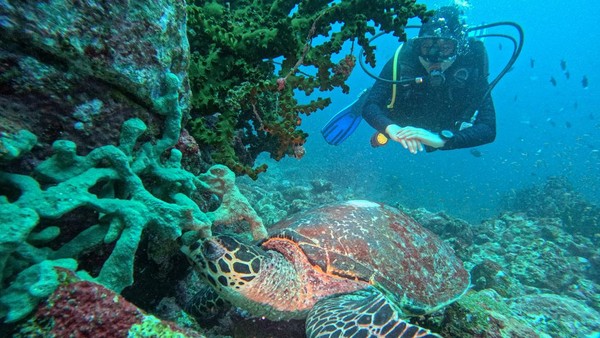 Pulau Weh: Surga Tersembunyi Aceh, Jelajahi Keindahan Bawah Lautnya