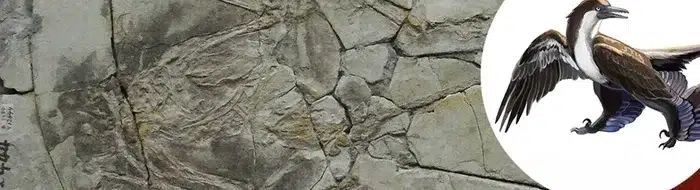 Rahasia Fosil Dinosaurus China: Penipuan Paleontologi Terungkap