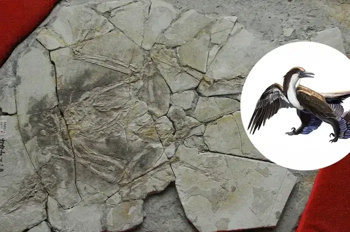 Rahasia Fosil Dinosaurus China: Penipuan Paleontologi Terungkap