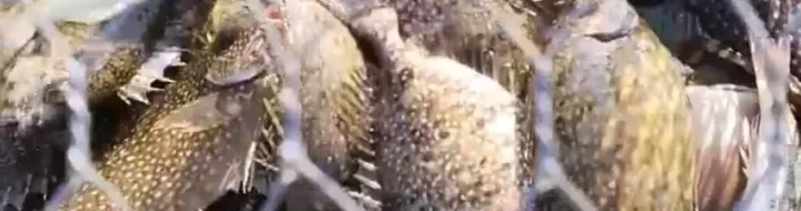 Rahasia Imlek: Ikan Dingkis Laris Manis, Inilah Alasannya