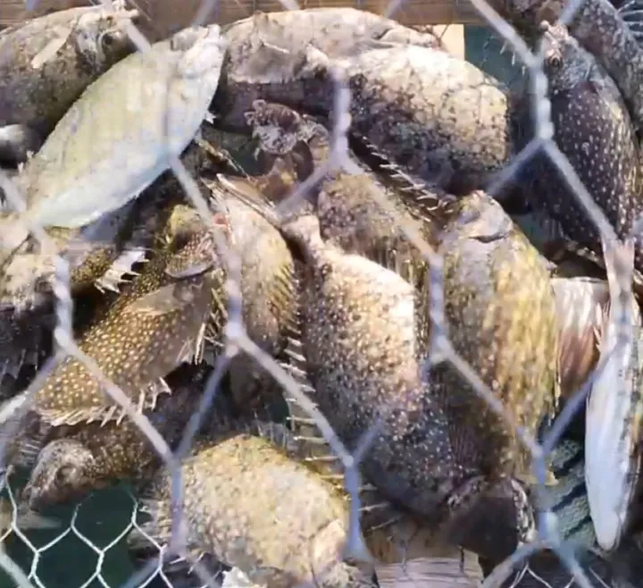 Rahasia Imlek: Ikan Dingkis Laris Manis, Inilah Alasannya