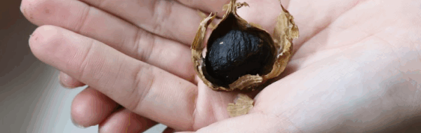 Rahasia Nopphada: Bawang Tradisional Jadi Superfood Dunia