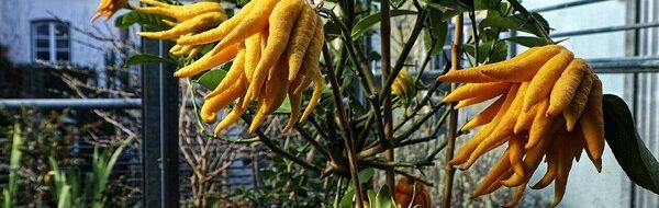 Rasakan 6 Buah Langka Dunia: Pernah Coba yang Mana?