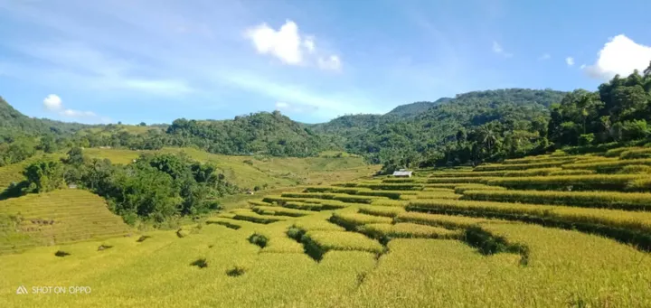 Sawah Rana Manggarai Timur: Destinasi Instagenik, Healing di NTT