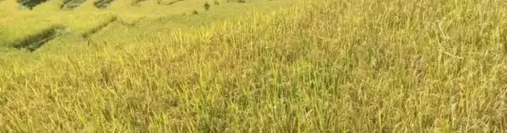 Sawah Terasering Emas Wunas: Hidden Gem Fotografi Manggarai Timur