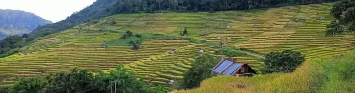 Sawah Terasering Pighong-Rinding Nao: Surga Tersembunyi NTT