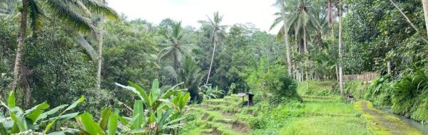 Ubud, Bali: 5 Rahasia Keindahannya yang Memukau