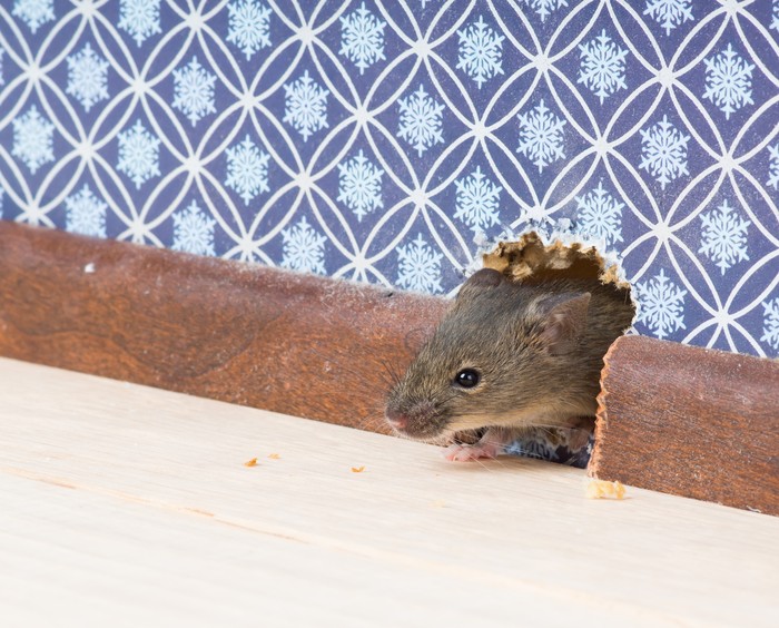Usir Tikus Secara Alami: 6 Aroma Ampuh Pengusir Tikus