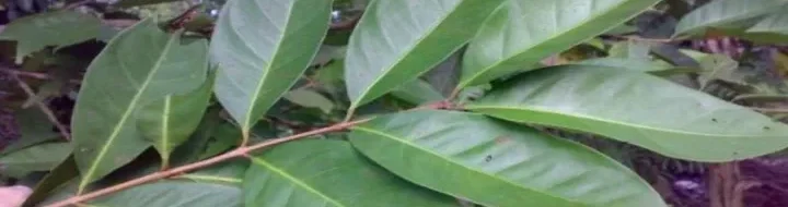 Rahasia Kesehatan Ajaib: 5 Manfaat Daun Salam Luar Biasa