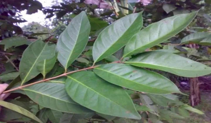Rahasia Kesehatan Ajaib: 5 Manfaat Daun Salam Luar Biasa