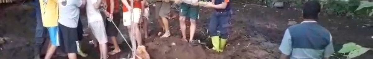 Sapi Hamil Terjebak Septic Tank! Aksi Heroik Damkar Situbondo