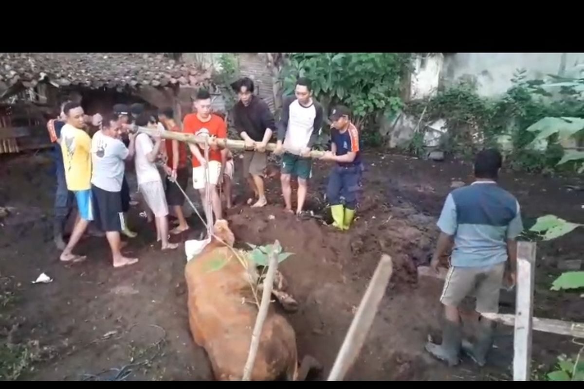 Sapi Hamil Terjebak Septic Tank! Aksi Heroik Damkar Situbondo