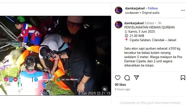 Sapi Kurban Raksasa Terperangkap! Kolam 5 Meter Jaksel