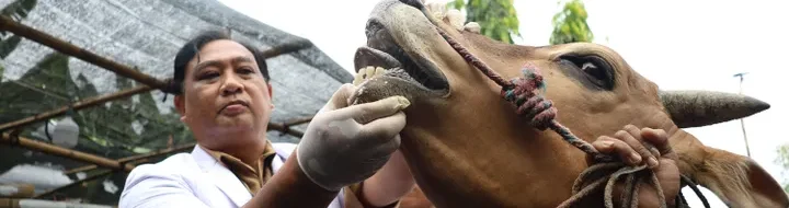 Surabaya Pastikan Hewan Kurban Sehat, Dapatkan SKKH Resmi!