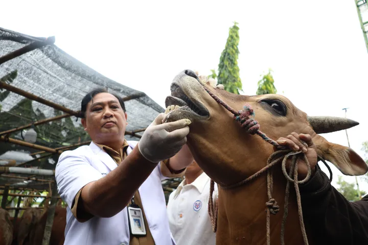 Surabaya Pastikan Hewan Kurban Sehat, Dapatkan SKKH Resmi!