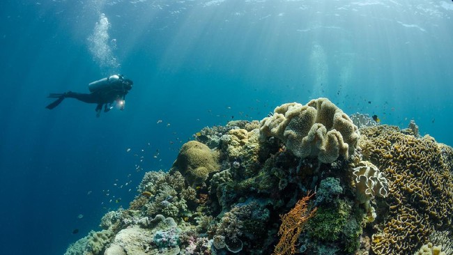 Wakatobi: Surga Tersembunyi untuk Menenangkan Jiwa dan Merawat Diri